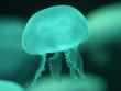 anenome 4 bg 122802