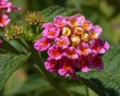 animal 15 bg 060802