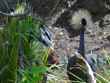animal 2 bg 020803