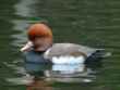 animal 2 bg 102602