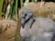 animal 3 bg 100502