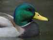 animal 4 bg 102602