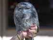 animal 5 bg 020803