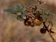 anza 01 bg 030506