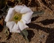 anza 02 bg 030506