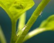 aphids