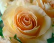 apricot colored rose closeup