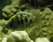 aquarium fish 10