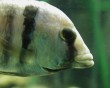 aquarium fish 11