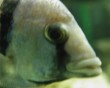 aquarium fish 13