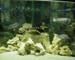 aquarium fish 14