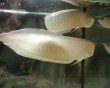 aquarium fish 15