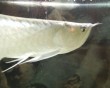 aquarium fish 16