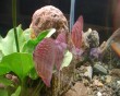 aquarium fish 18