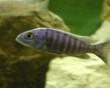aquarium fish 1