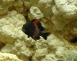 aquarium fish 20