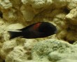 aquarium fish 21