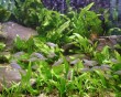 aquarium fish 22