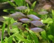 aquarium fish 23