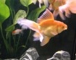 aquarium fish 25