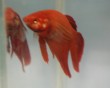 aquarium fish 29