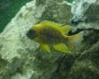aquarium fish 2