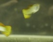 aquarium fish 30