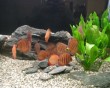 aquarium fish 31