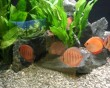 aquarium fish 32