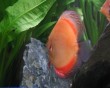 aquarium fish 33