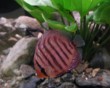 aquarium fish 34