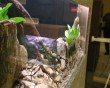 aquarium fish 35