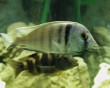 aquarium fish 36