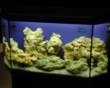 aquarium fish 37