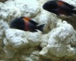 aquarium fish 38