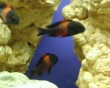 aquarium fish 39
