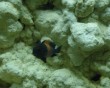 aquarium fish 40