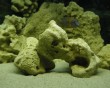 aquarium fish 41