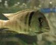 aquarium fish 42