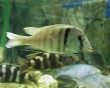 aquarium fish 43