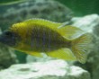 aquarium fish 4