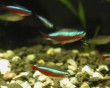 aquarium fish 6