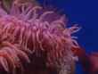 aquarium 1 bg 062902