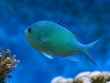 aquarium 6 bg 062902