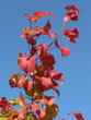 autumn leaves 2