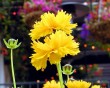 balboa 2 bg 042702