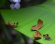 banana leaf