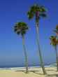 beach palm trees