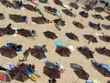 beach parasols with people