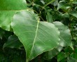 big green leaves